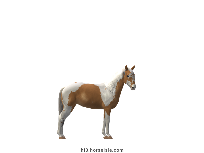 Spotted Mountain Saddle Horse - Type A Flaxen Dunalino Tovero Coat